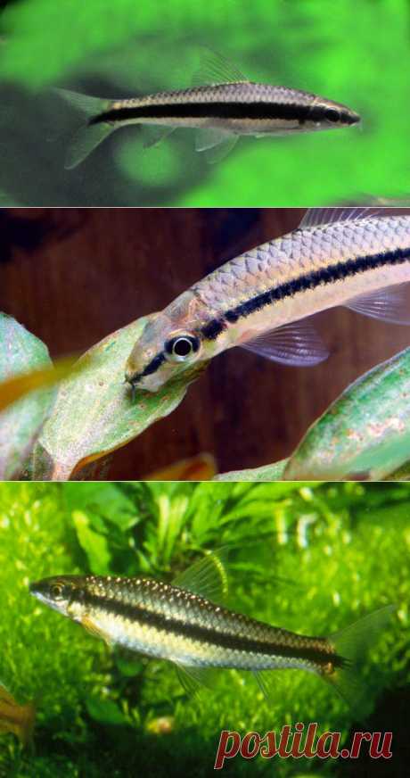 Сиамский водорослеед (Crossocheilus siamensis)- содержание, кормление в аквариуме