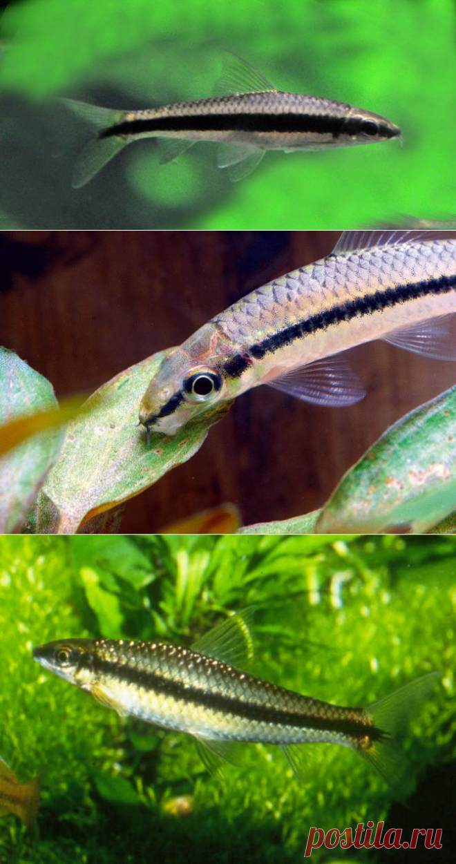Сиамский водорослеед (Crossocheilus siamensis)- содержание, кормление в аквариуме