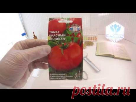 Томат Шунтукский великан: характеристика и описание высокорослого сорта с фото