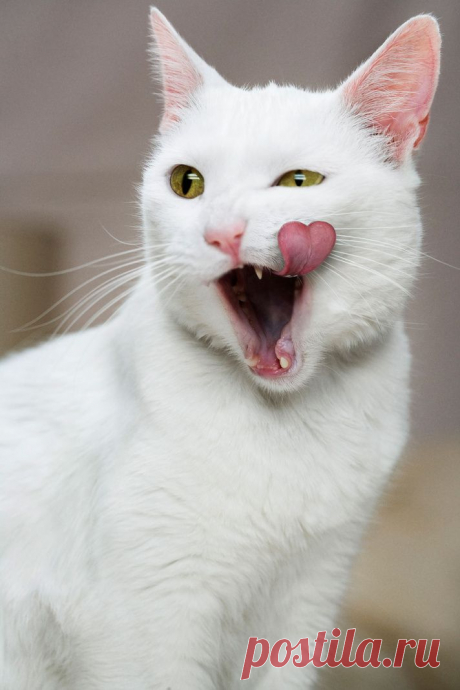 Мартовский кот.