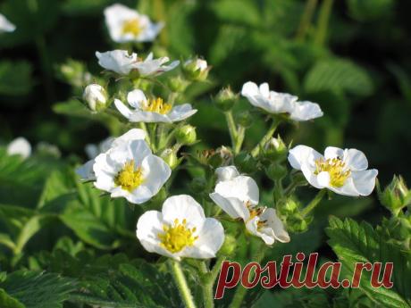 Клубника в вопросах и ответах | | Дачный сайт семьи Яблочкиных