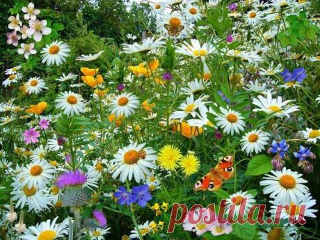 Маленькое солнце на моей ладошке, -
Белая ромашка на зеленой ножке.
С белым ободочком желтые сердечки…
Сколько на лугу их, сколько их у речки!
Зацвели ромашки – наступило лето.
Из ромашек белых вяжутся букеты.
В глиняном кувшине, в банке или чашке
Весело теснятся крупные ромашки.