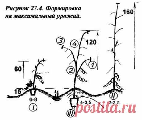 Лекция 27. Помидоры - 7 Марта 2011 - Блог - Три сотки урожайных грядок