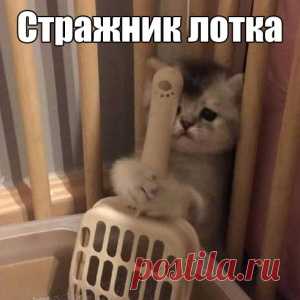 Новая схема ограбления квартир. Предупредите своих знакомых! - МирТесен