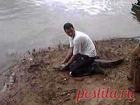 Крокодиловый кайман. Очковые кайманы. Крокодиловый кайман. Широкомордый кайман. Caiman. Аллигаторы. Alligatoridae = Аллигаторы. Крокодилы, алигаторы, гавиалы. Рептилии, пресмыкающиеся, характеристика класса, ящерицы, змеи, ужи, крокодилы, черепахи, анаконда, гекконы, агамы: б