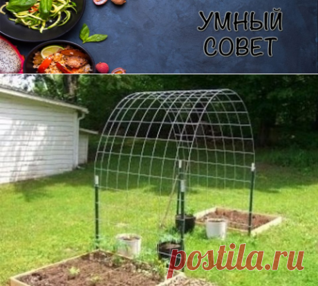 ВЫРАЩИВАНИЕ ОГУРЦОВ НА АРКЕ &amp;#8212; Умный совет