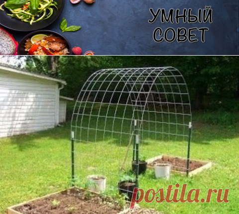 ВЫРАЩИВАНИЕ ОГУРЦОВ НА АРКЕ &#8212; Умный совет