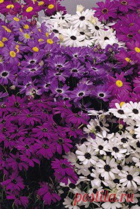 Брахикома.

Брахикома относится к семейству астровых. Родина — Австралия. Род охватывает около 50 видов. В культуре наиболее известна брахикома иберисолистная (В. iberidifolia Benth.). Изящное однолетнее растение высотой до 30 см, сильноветвистое, с мелкорассеченными линейными листочками. Соцветие — корзинка диаметром 3—3,5 см.