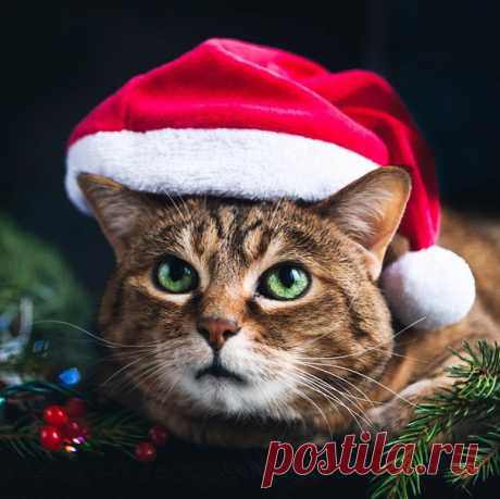 Доброе утро! Прекрасного зимнего дня и отличного настроения! #настроение #кулинария #зима #новыгод #котики #рецепты