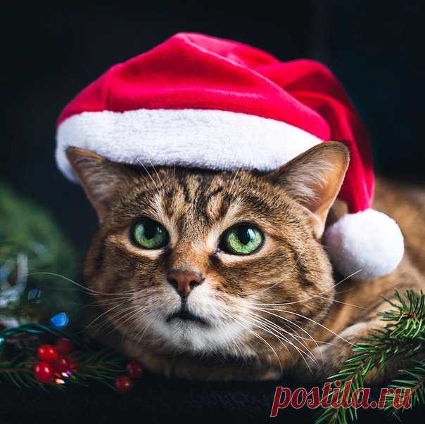 Доброе утро! Прекрасного зимнего дня и отличного настроения! #настроение #кулинария #зима #новыгод #котики #рецепты