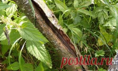 Морозобоины | Дача, дом