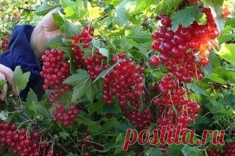 Полив смородины кипятком 

Одним из эффективных способов борьбы с садовыми вредителями является полив кустов смородины кипятком. 
Этот прием поднимает иммунитет у растений, прогревает почву и является надежной профилактикой против различных заболеваний. 
Добавление в раствор соли, медного купороса или марганцовки способствует появлению скорейших результатов. 
Показать полностью…