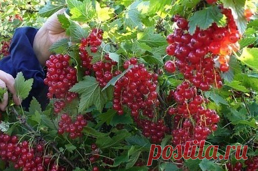 Полив смородины кипятком 

Одним из эффективных способов борьбы с садовыми вредителями является полив кустов смородины кипятком. 
Этот прием поднимает иммунитет у растений, прогревает почву и является надежной профилактикой против различных заболеваний. 
Добавление в раствор соли, медного купороса или марганцовки способствует появлению скорейших результатов. 
Показать полностью…