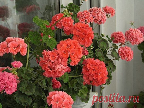 Вот что надо положить в горшок, чтобы растения пышно цвели
Здравствуйте! Продолжаю писать о народных средствах, о своём опыте и впечатлениях от использования. Что-то даёт положительный результат, что-то приносит только разочарование… Но сегодня — о приятном! Итак, весной я прочитала про одно интересное народное средство, которое кладут на дно горшка при посадке. Испробовала на своих — и они действительно цвели очень пышно! Поэтому делюсь рецептом […]
Читай пост далее на сайте. Жми ⏫ссылку выше
