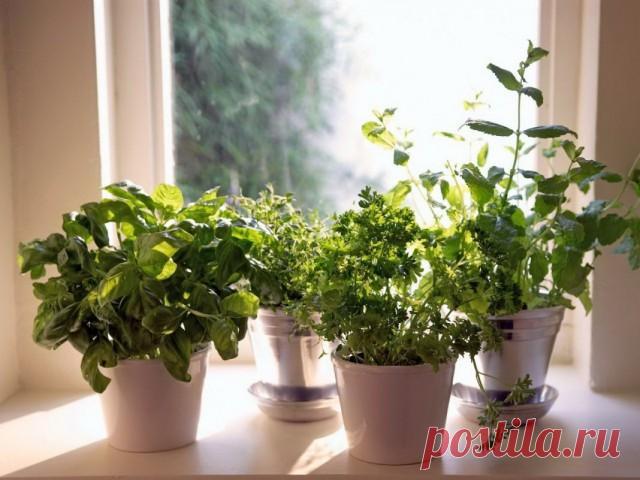 Какую зелень можно перенести с огорода в дом осенью? Итак, дачный сезон, можно сказать, уже позади, и становится как-то печально. Быстро пролетело лето, было много дел и забот. На огороде, в саду, на цветочной грядке подавляющая часть работ уже завершен...