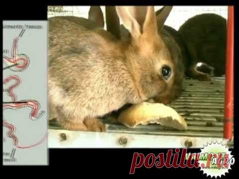 Кролиководство для начинающих, с чего лучше начать и какие ошибки чаще всего совершают новички