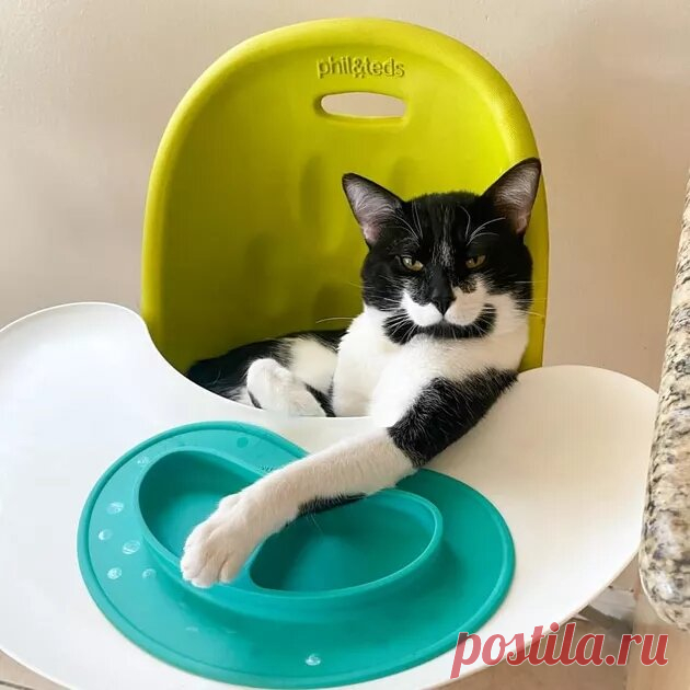 За позитивом: любуемся на фотки котиков, берущих от жизни всё | Ilike.pet | Яндекс Дзен