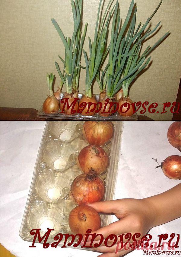Как вырастить зеленый лук в домашних условиях | Мир глазами мамы