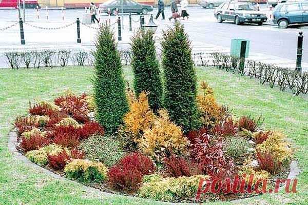 Ароматный можжевельник на даче — 6 соток