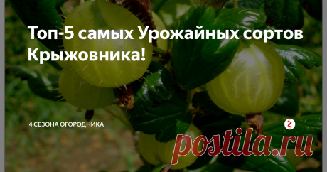 Топ-5 самых Урожайных сортов Крыжовника! А также, Замечательный рецепт Варенья Царский Изумруд!