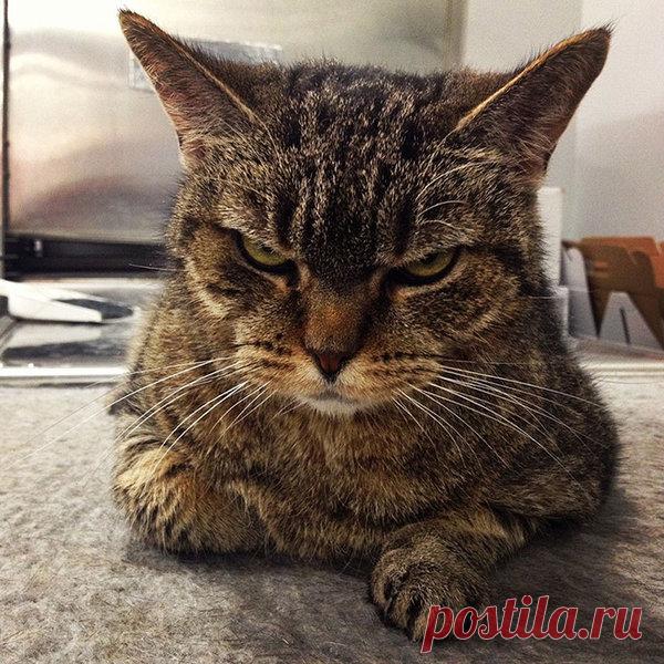 15+ кошек, которые разочаровались в своих хозяевах (20 смешных фото)  16 октября 2019 года
Кошки — самые умные и сообразительные животные.
Конечно, не без недостатков, но все же они лучше многих людей.
Если ты с ними подружился, то они будут тебя любить и уважать.
Но иногда коты могут показать свой характер, и ты будешь не рад тому, как они себя ведут.
Вот такие истории про питомцев.
Некоторые из них даже могут разочароваться в людях.
Не забывай, что кошки могут стать отличными друзьями.
Они б…