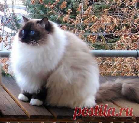 Котечка, мутирующий в облачко