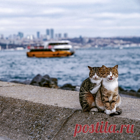 Я сфоткал двух обнимающихся бездомных кошек - клянусь, это не постановка!