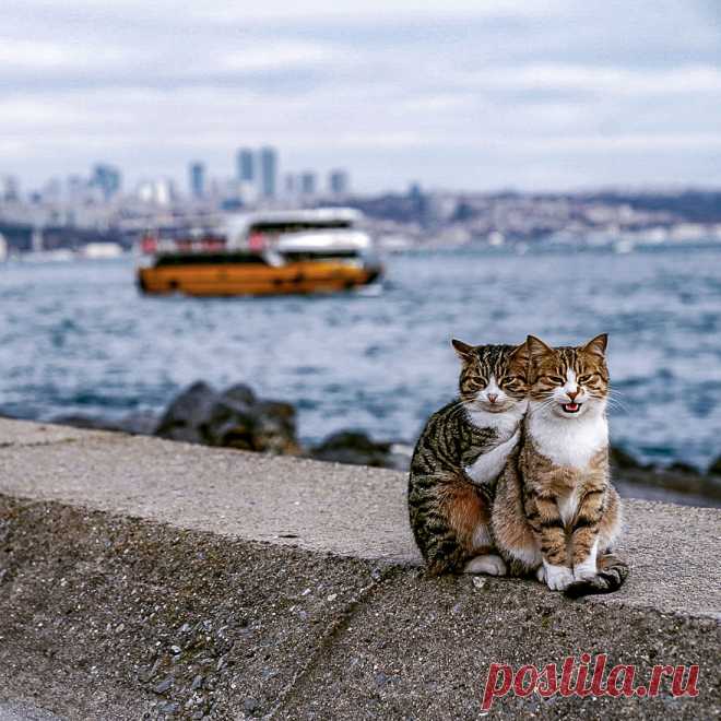 Я сфоткал двух обнимающихся бездомных кошек - клянусь, это не постановка!