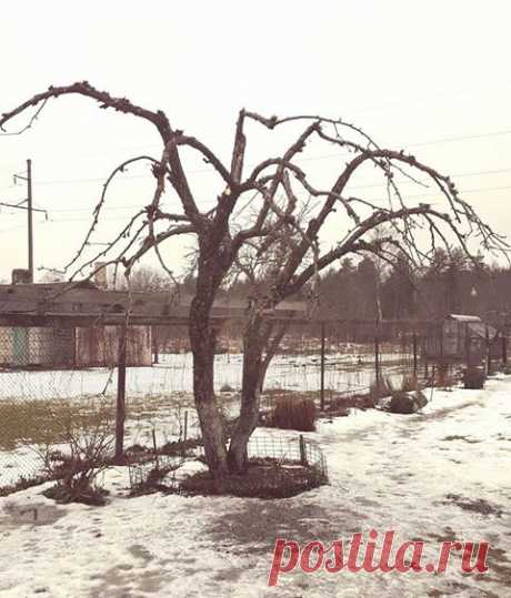 Время наводить марафет плодовым.
Этой 30-летней яблоне мы делаем стрижку каждую позднюю осень.Плодоносит даже когда ее не просят, т.е. всегда!Яблоки крупные,здоровые.Подкормка-зола,и полив в засушливое лето.Больше,простите,ничего.