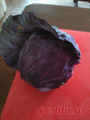 Собираем урожай капусты. Гусеницы атаковали всю зеленую капусту, а вот красную почему-то не тронули...Калабрия, Италия