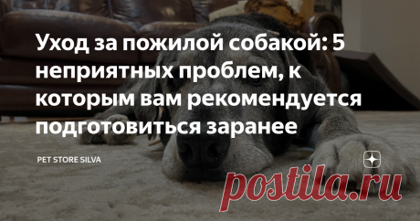Уход за пожилой собакой: 5 неприятных проблем, к которым вам рекомендуется подготовиться заранее Любители собак во всем мире сходятся в одном: наши хвостатые друзья - это не просто домашние животные, это семья.