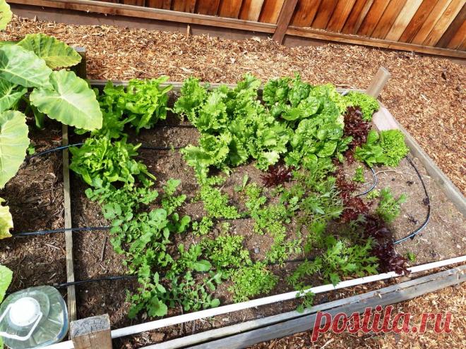 Как ускорить урожай весенней зелени в огороде?