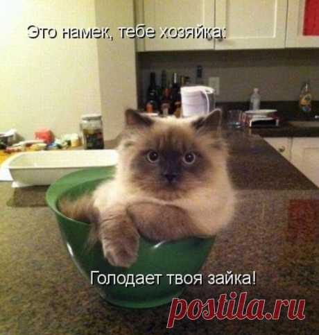 Забавная котоматрица — Убойный юмор - amworld