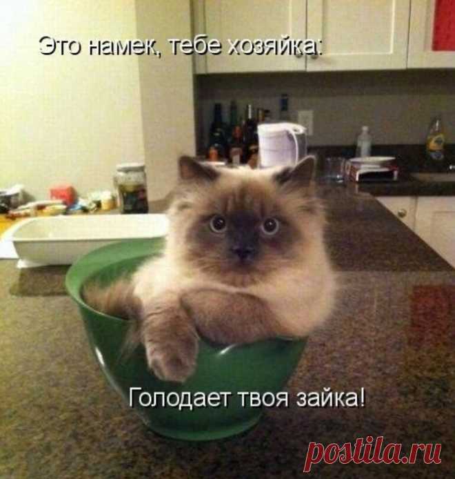 Забавная котоматрица — Убойный юмор - amworld