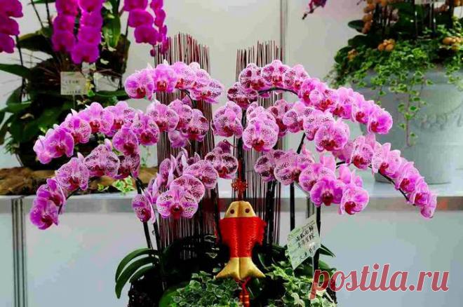 Уход за орхидеей фаленопсис. - Экологическое землетворчество | Экологическое землетворчество