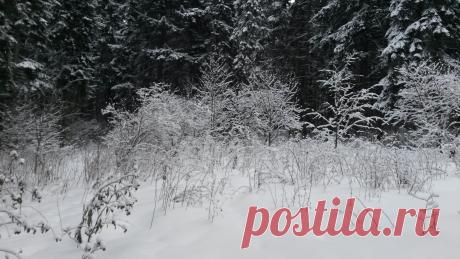все в снегу