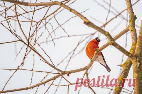 Кто здесь? Любопытный снегирь вертит головой, пытаясь понять, откуда исходит звук щелчка затвора фотокамеры. А это Дарья Меркулова (nat-geo.ru/community/user/209507/) снимает его исподтишка!