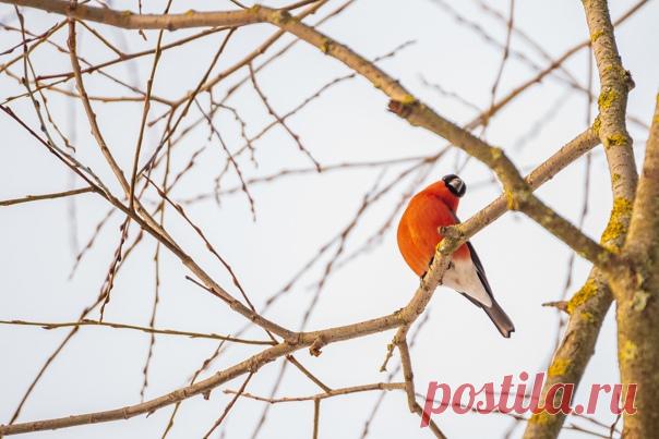 Кто здесь? Любопытный снегирь вертит головой, пытаясь понять, откуда исходит звук щелчка затвора фотокамеры. А это Дарья Меркулова (nat-geo.ru/community/user/209507/) снимает его исподтишка!