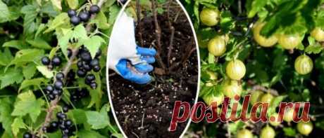 Подкормите смородину и крыжовник.

Во второй половине лета у крыжовника и смородины формируются плодовые почки. В это время не забывайте ухаживать за плодоносящими кустами: поливайте их, рыхлите почву, удаляйте сорняки, боритесь с болезнями и вредителями. 

Если ягод было много, а прирост невелик, сразу после сбора урожая подкормите эти кусты полным минеральным удобрением с микроэлементами (1 ст. ложка на 10 литров воды) или простыми минеральными удобрениями, содержащими а...