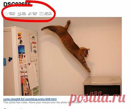 Как загрузить защищенные фотографии с Flickr | Лайфхакер