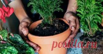 После такой подкормки комнатные растения растут как на дрожжах Еще год назад большая часть моих вазонов практически не цвела, а некоторые вообще начали чахнуть. Своих зеленых домашних питомцев я очень люблю и ухаживаю за ними. Вот только с подкормкой у меня никак…