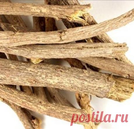 Корень солодки для здоровья человека
