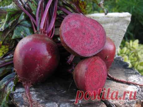 Каким средством стоит осуществлять полив свеклы, для придания ей максимальной сахаристости