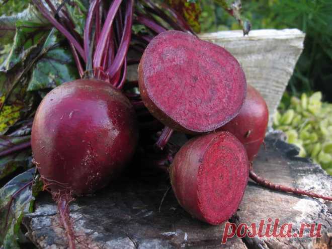 Каким средством стоит осуществлять полив свеклы, для придания ей максимальной сахаристости