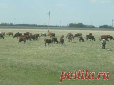 сохранили частнывй скот в Благовещенском районе Алт края