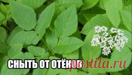 СНЫТЬ СПАСЁТ ОТ ОТЁКОВ 
 
Нарвать листья сныти, примерно горстку, которая умещается в ладошке, и 15-20 листьев подорожника. Мелко нарезать. Потом кипятить в 1,5 литра воды 10 минут. Настаивать час, слить в бутылки и поставить в холодильник. Пить вместо чая по 2-3 стакана в день.
