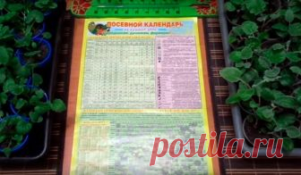 Календарь посадки рассады на 2019 год: таблица благоприятных дней для посева семян