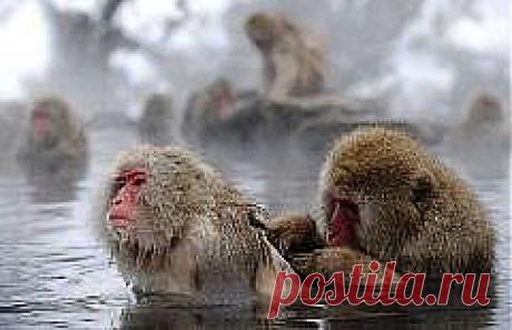 Однозначно ответить на вопрос какая баня лучше нельзя. У каждого народа есть свои, исторически сложившиеся традиции, своя культура. Во многом это предопределяет свои предпочтения.