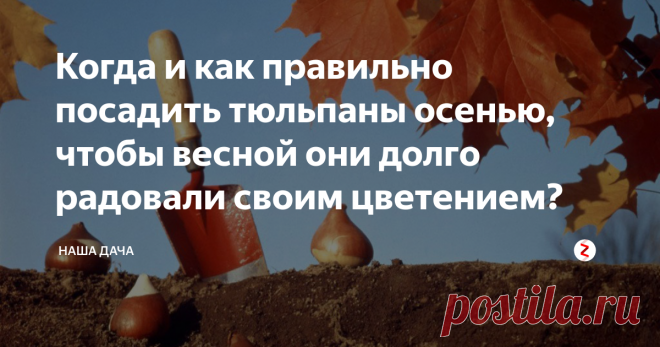 Когда и как правильно посадить тюльпаны осенью, чтобы весной они долго радовали своим цветением? Тюльпаны принято сажать как осенью, так и весной. Но осенняя посадка считается наиболее оптимальной с точки зрения адаптации растений к условиям сада – как только растает снег, укоренившиеся луковки «проснуться» и начнут свой новый вегетативный цикл. Посаженные осенью тюльпаны зацветают раньше, когда солнце еще не так сильно припекает, поэтому период цветения будет дольше.