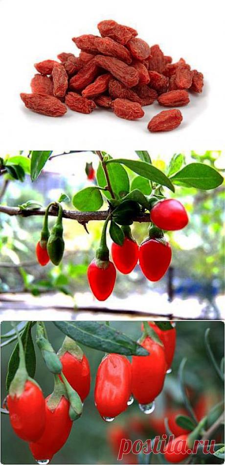 Ягода Годжи для похудения Эффективное похудение